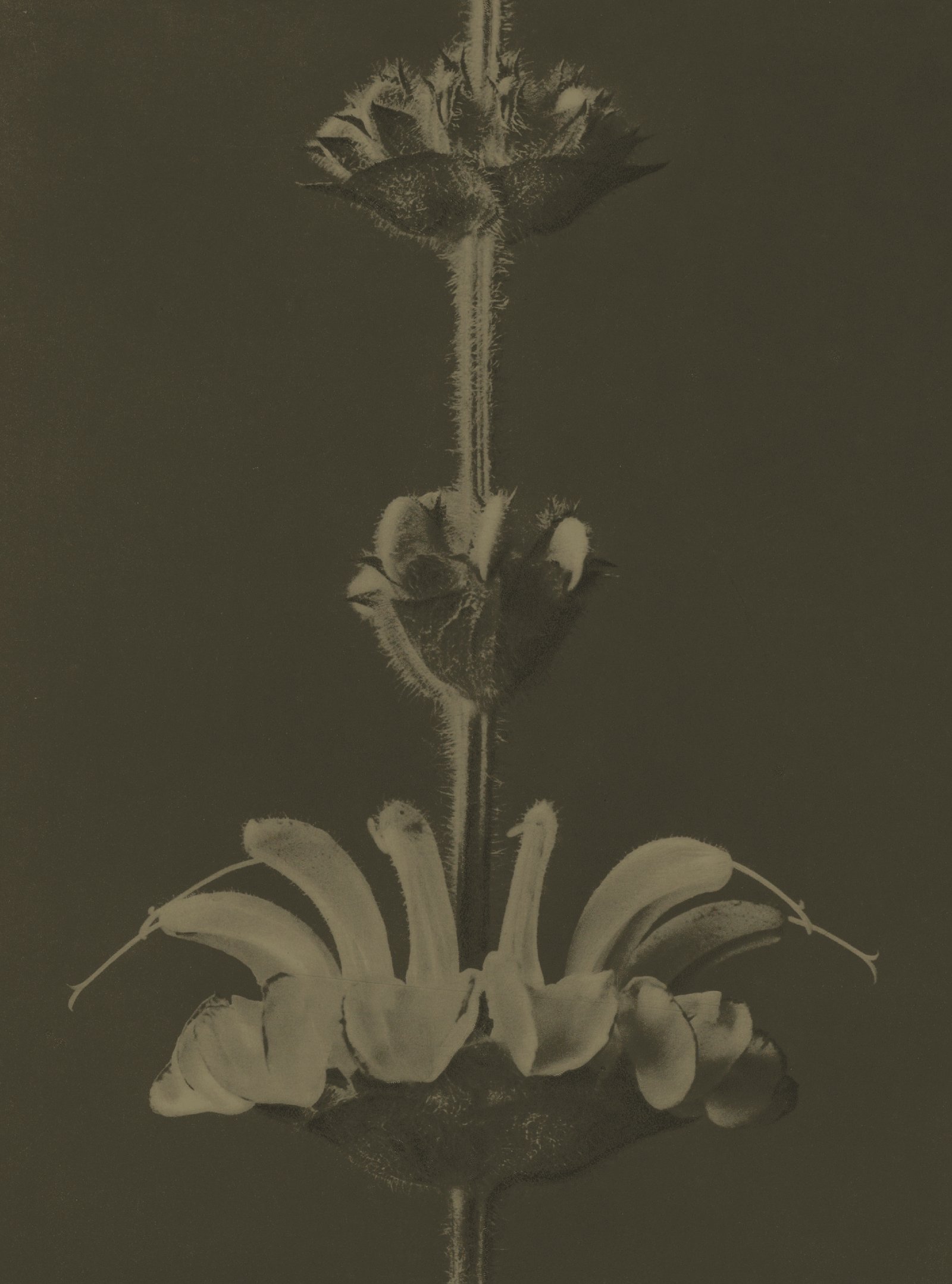 Botanical photograph of a sage blossom